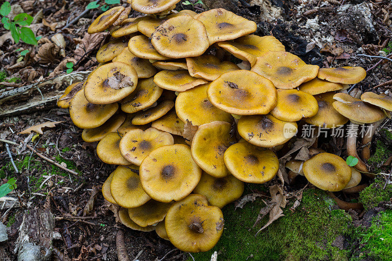 autumn forest mushrooms